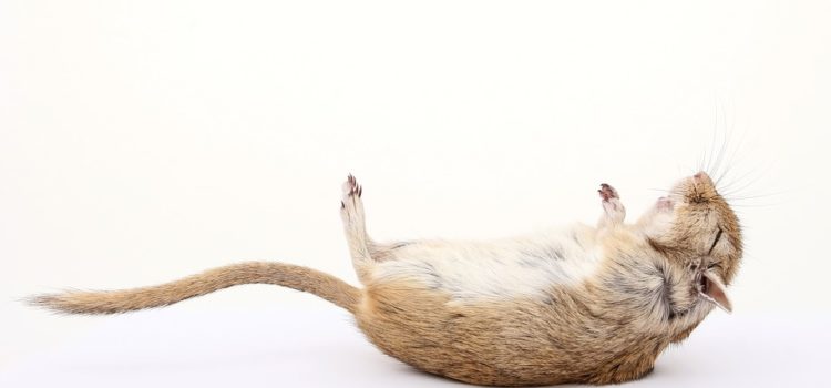 rat