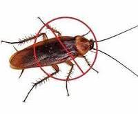 pest control