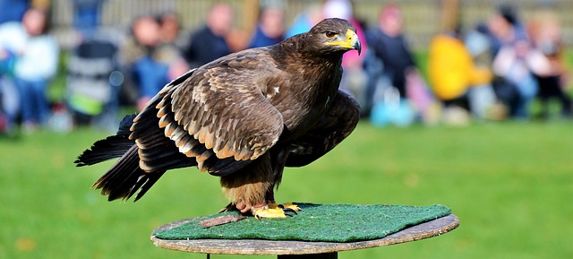 wildlife7