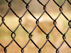wildlife8