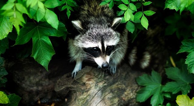 wildlife9