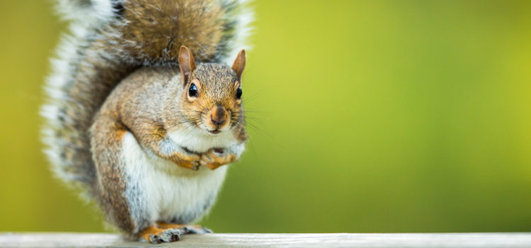 Squirrel