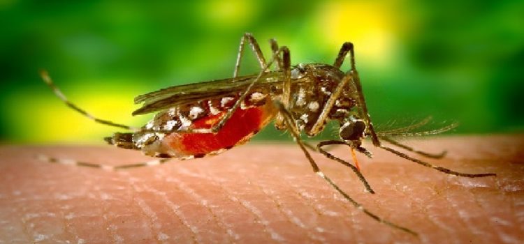 Mosquito sucking blood