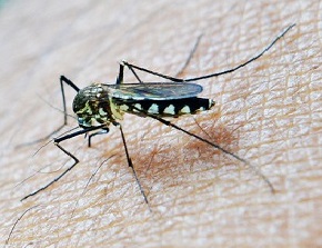 Mosquito