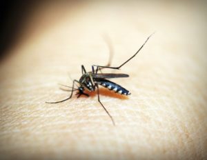 a mosquito sucking blood